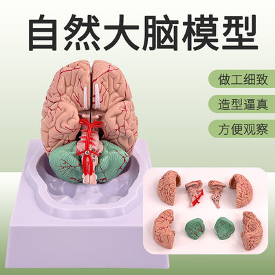 解剖模型脑动脉蓝蝶教学