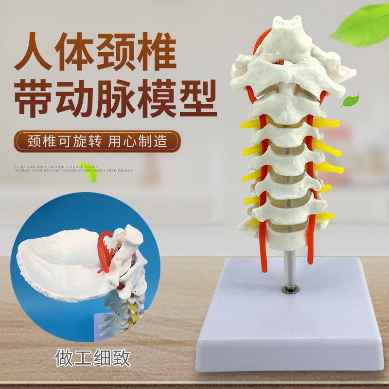 人体颈椎带神经模型医用骨架图片