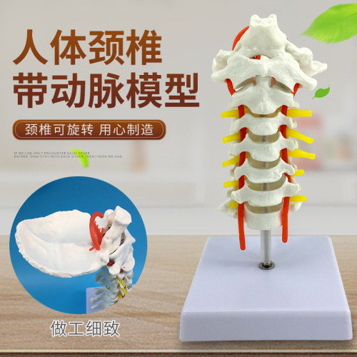 人体颈椎带神经模型医用骨架