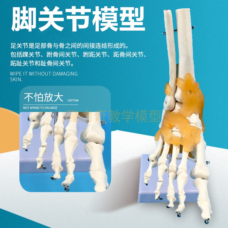 人体脚关节带韧带模型 足骨骨骼 胫骨腓骨教学模型 脚掌骨模型