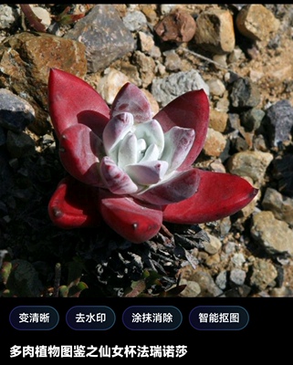 直播专拍专用 格诺玛 沃枯缇 斯帕柔丽 牧提考丽丝 坎带