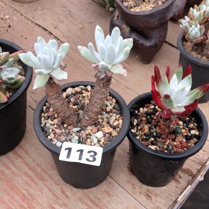 象牙苹果叶仙女杯 113