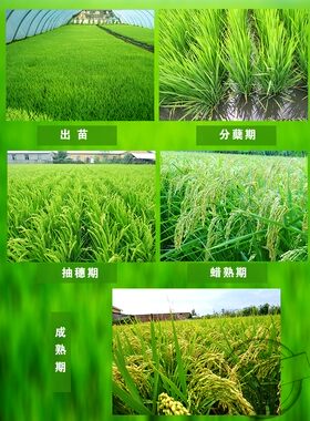 香7早香五常水稻大米种子稻花香二号衍生品种东北黑龙江满百包邮
