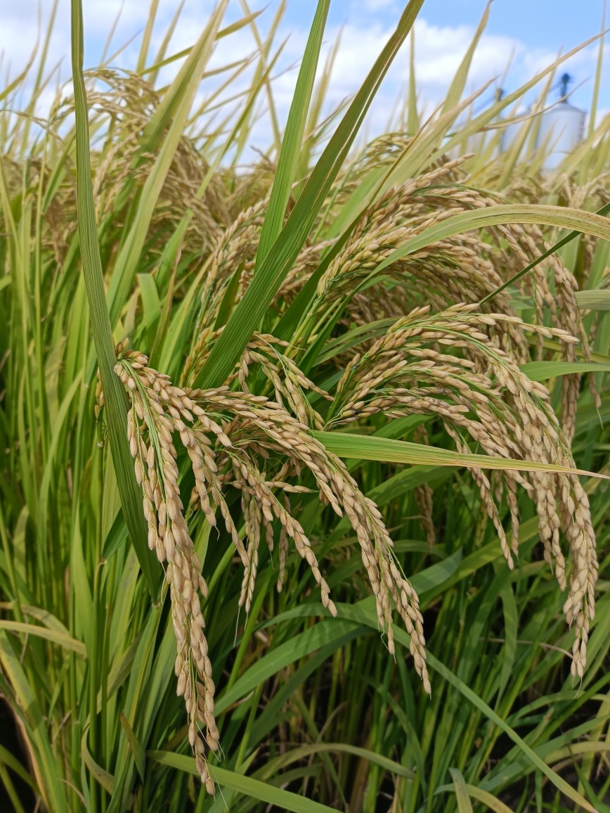 正宗五常水稻大米种子乐稻L7长粒香抗倒伏