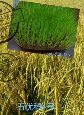 正宗五常稻花香2二号大米水稻种子东北黑龙江五优稻4四号满百包邮