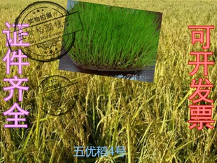 正宗五常稻花香2二号大米水稻种子东北黑龙江五优稻4四号满百包邮