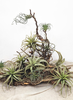 空气草植绒凤梨仿真植物装饰