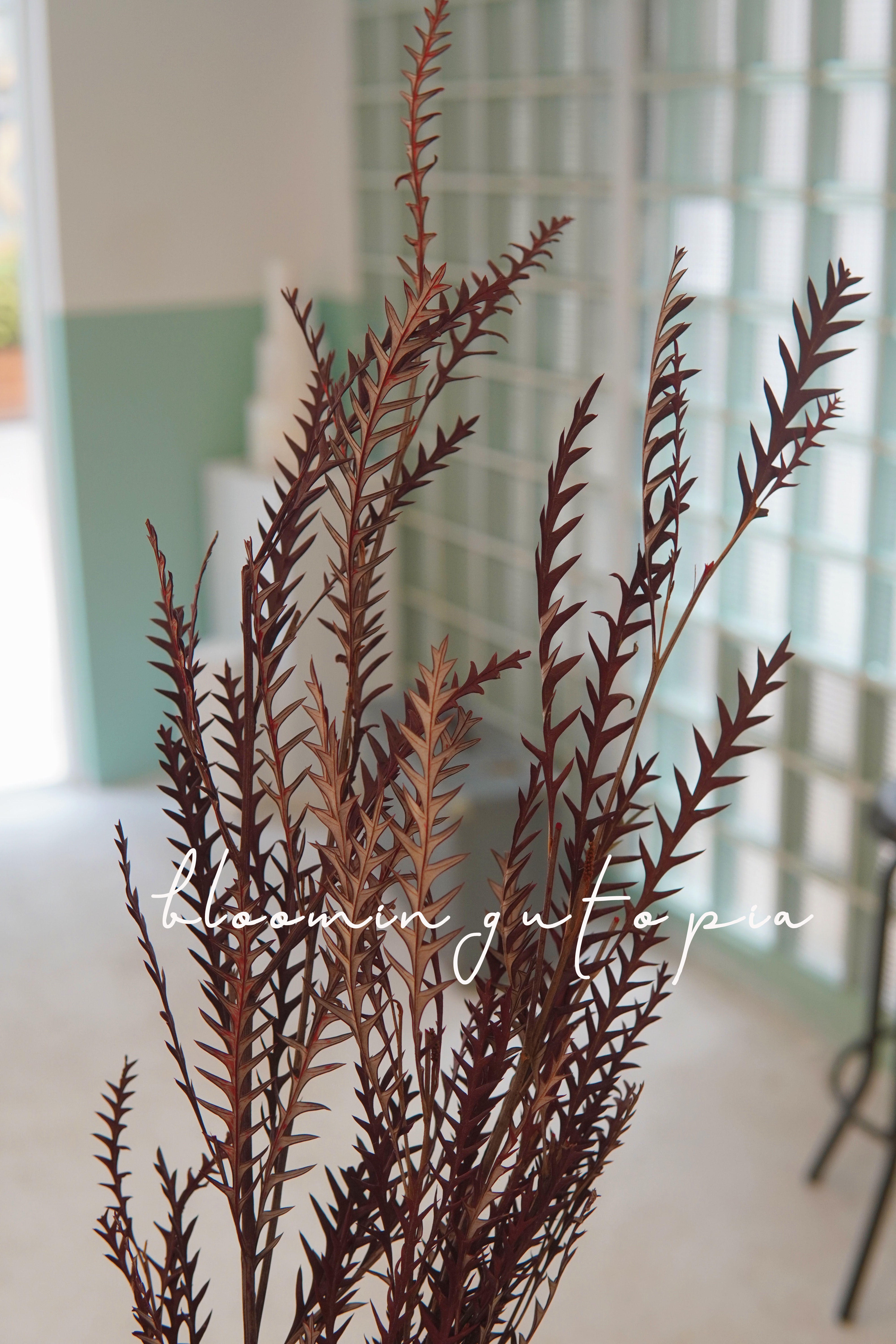 永生剑齿叶蕨叶高山羊齿植物标本北欧风干花花束ins拍摄道具进口