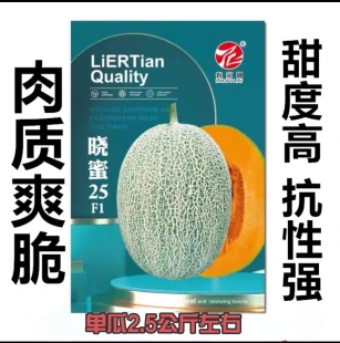 晓蜜25哈密瓜种子网纹瓜种子秋冬季大棚种植粒尔田甜瓜种籽