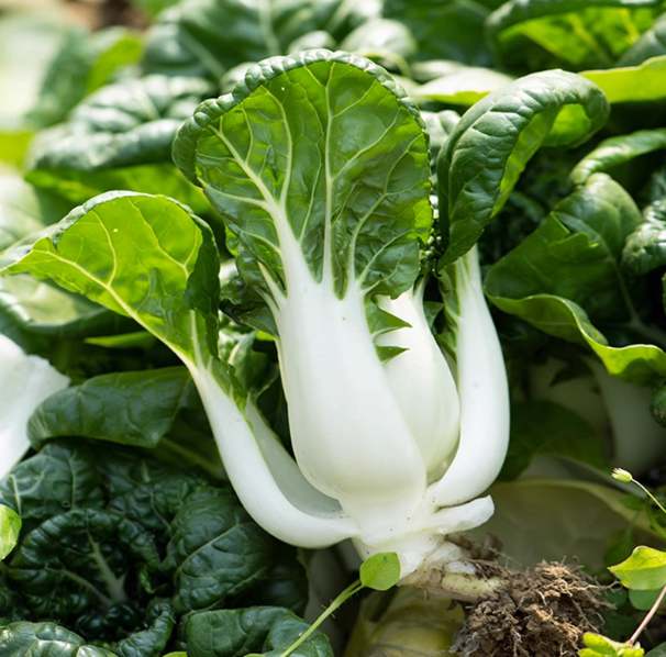 四季中脚甜脆奶白菜种子春夏秋季奶白菜小青菜秋冬季籽种蔬菜孑菜
