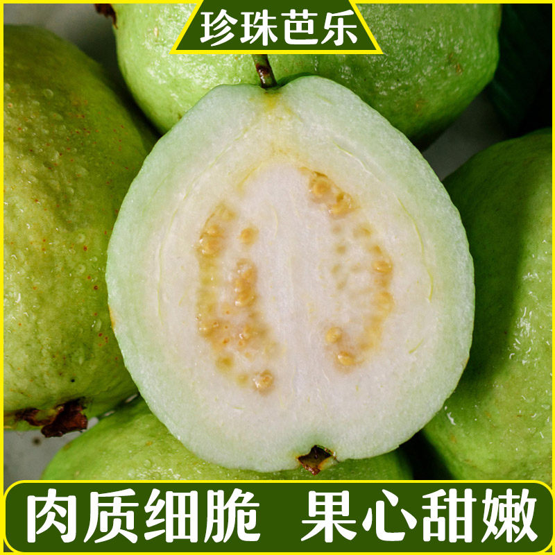 新鲜脆甜番石榴爽口老树芭乐现摘现发珍珠白心巴乐应季水果特产