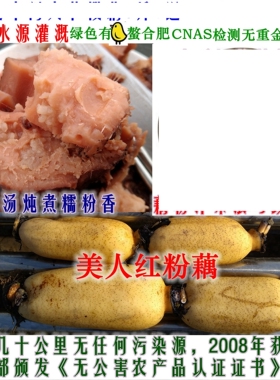 乔小匠坊美人红莲藕好水源种植粉糯无污染地域精选中间大藕5斤