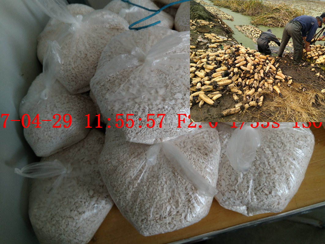 非小乔家 邻居家 边角料小藕 藕粉 藕时间长颜色好看