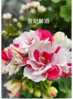 新品贵货天竺葵拼满50米发货