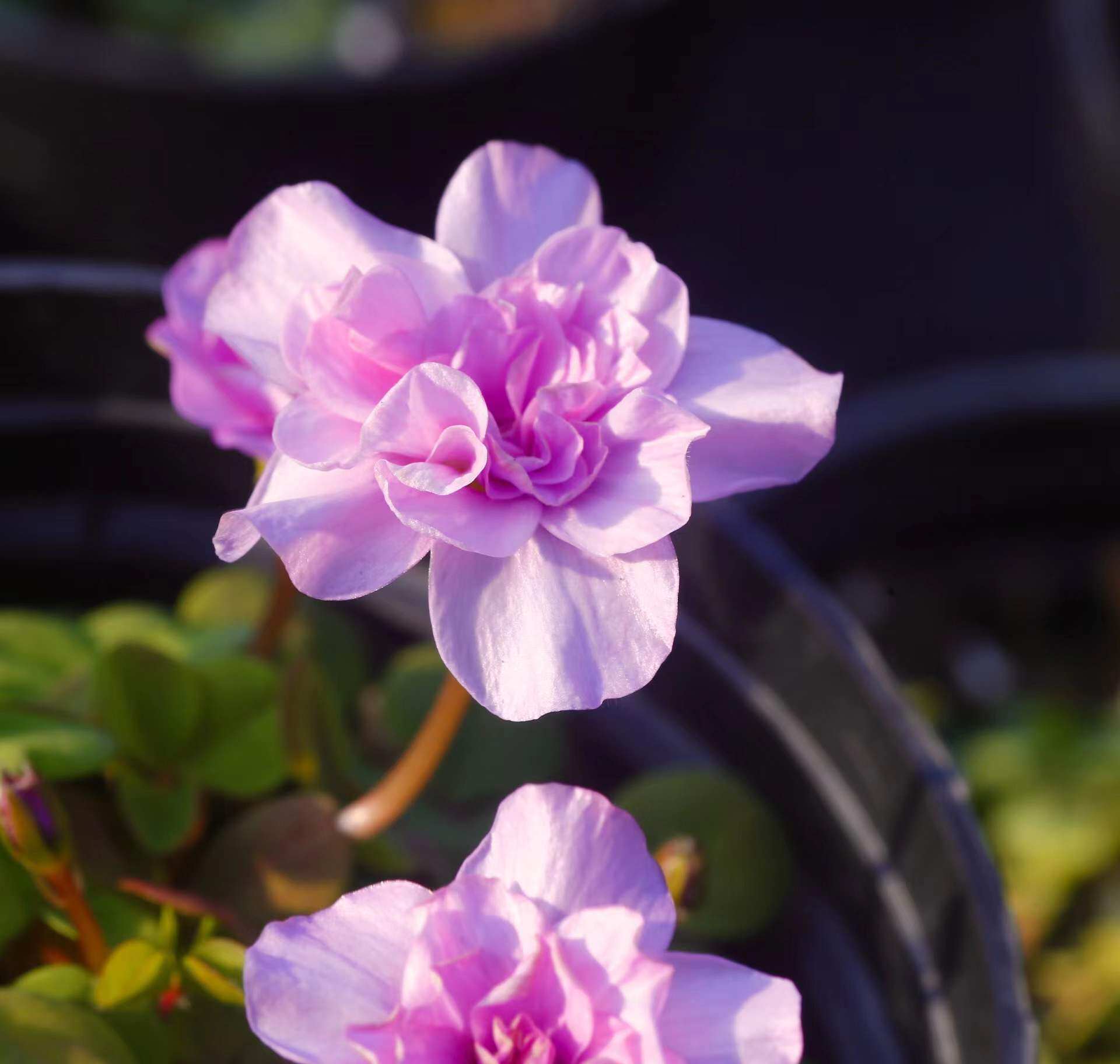 秋植酢浆草 oxalis nidulans pompom粉重/紫重 盆栽阳台花卉窗台