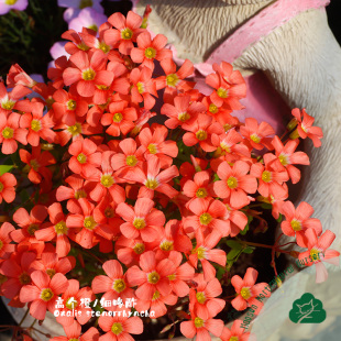 酢浆草饼系列早花盆栽种球根小橘饼南瓜饼高个橙皱饼大饼好养秋植