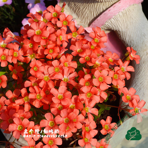 猫森饼系列酢浆草合集早花盆栽