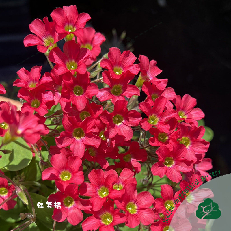 酢浆草饼系列早花盆栽种球根小橘饼南瓜饼红舞裙皱饼大饼好养秋植