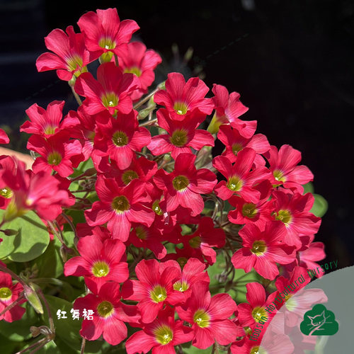 酢浆草饼系列早花秋植好养种球根