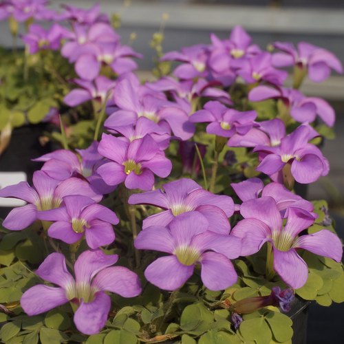 猫森芙蓉系列秋植酢浆草种球合集