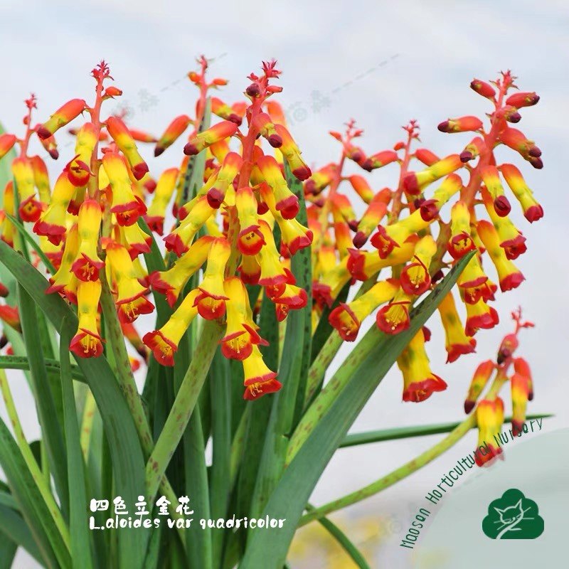 立金花盆栽四色立金多变立金绿松石盆栽阳台多年生易养小球根猫森