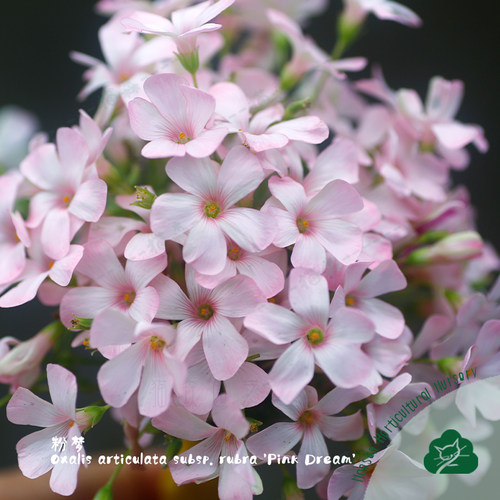 猫森粉梦好养酢浆草阳台常绿春秋