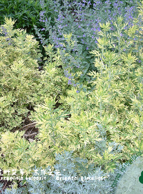 花叶艾草黄金艾“东洋之光”艾蒿艾灸好养花苗多年生耐寒宿根花卉