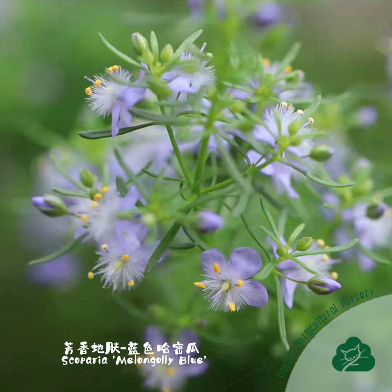 芳香地肤 蓝色哈密瓜melongolly blue常绿夏季耐热阳台庭院盆栽