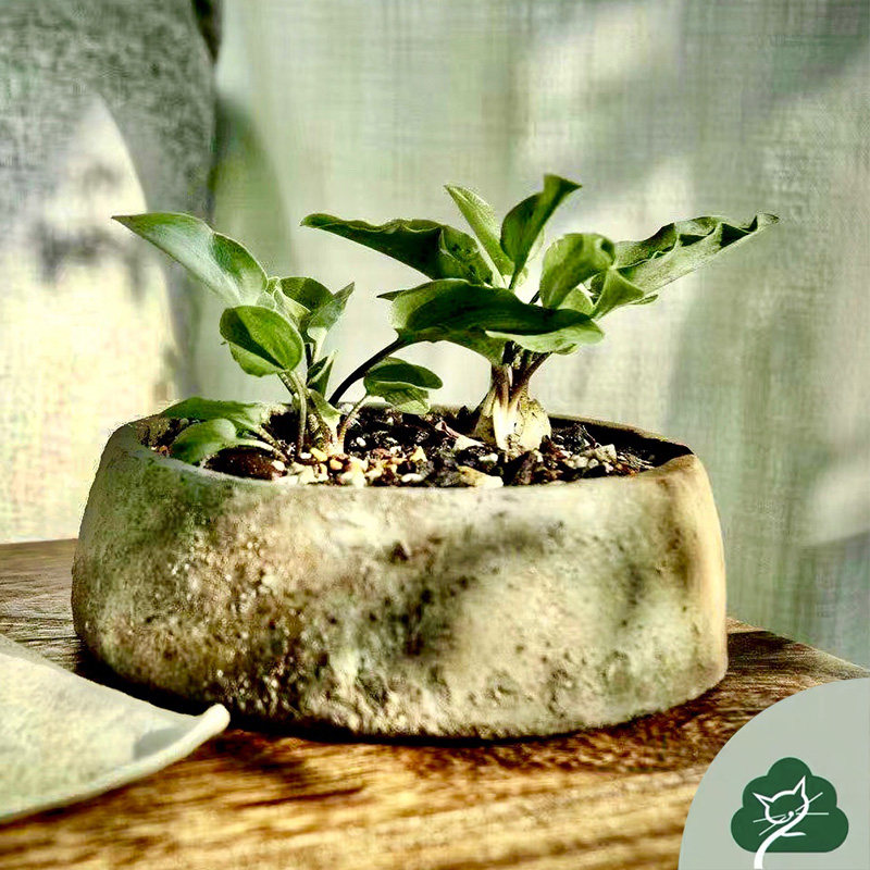 麻点麻子花百合科种球类盆栽