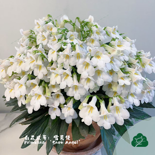 耐阴开花植物皮草盆栽报春苦苣苔丰花室内阳台耐热白花紫花雪天使