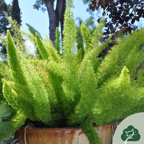 绿植天门冬武竹宿根花园室外