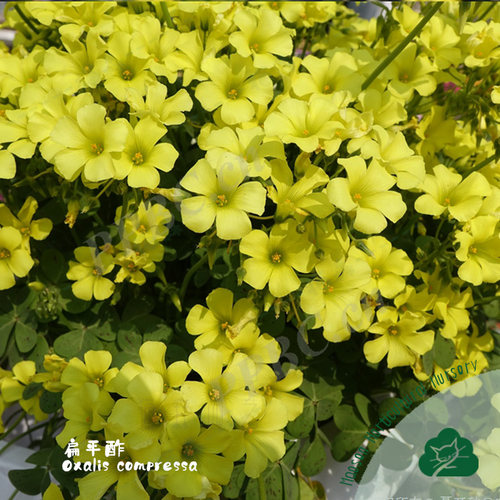黄花酢浆草种球原生好养扁平酢