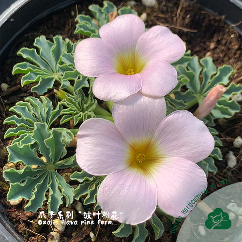 猫森爪子系列酢浆草盆栽种球合集