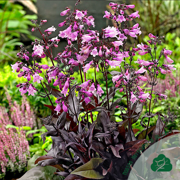 毛地黄吊钟柳钓钟柳盆栽花苗多年生花园庭院耐寒耐热花镜植物常绿