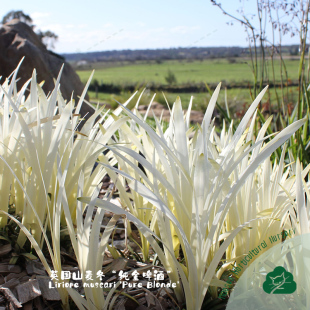 英国山麦冬'纯金啤酒'Liriope常绿彩叶耐寒寄植多年生花境盆栽苗