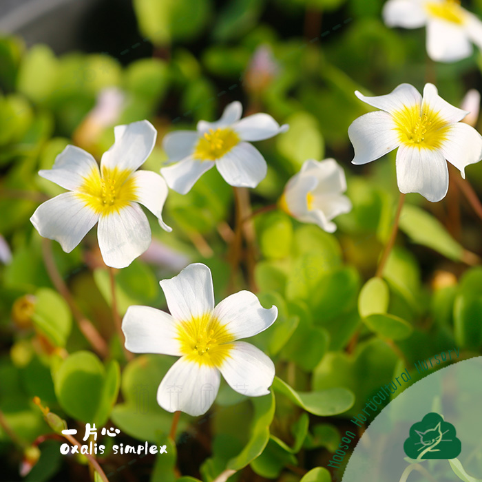 一片心酢浆草种球秋植单叶酢观叶