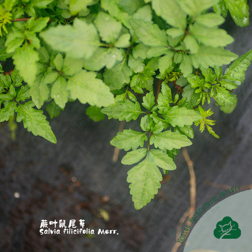 稀有蕨叶草本宿根庭院猫森鼠尾草