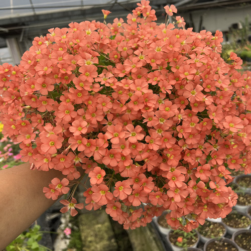 早花酢浆草盆栽现货饼系列合集白星星粉星星好养爆盆秋植球根猫森