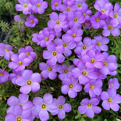 猫森酢浆草种球盆栽长发系列合集