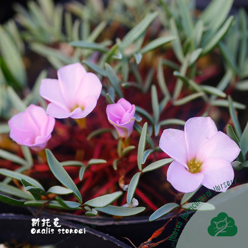 秋植原生酢浆草斯托克卡米斯堡球