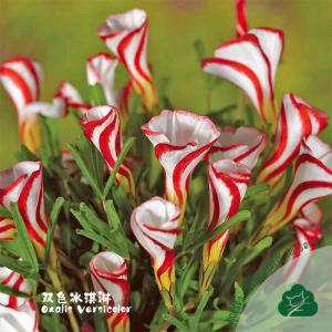 酢浆草盆栽双色冰淇淋 Oxalis versicolor冰激凌现货秋植阳台庭院