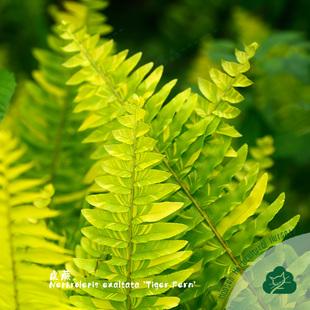 波斯顿老虎蕨Tiger 稀有观叶绿植室内北欧ins风金色花叶肾蕨 Fern