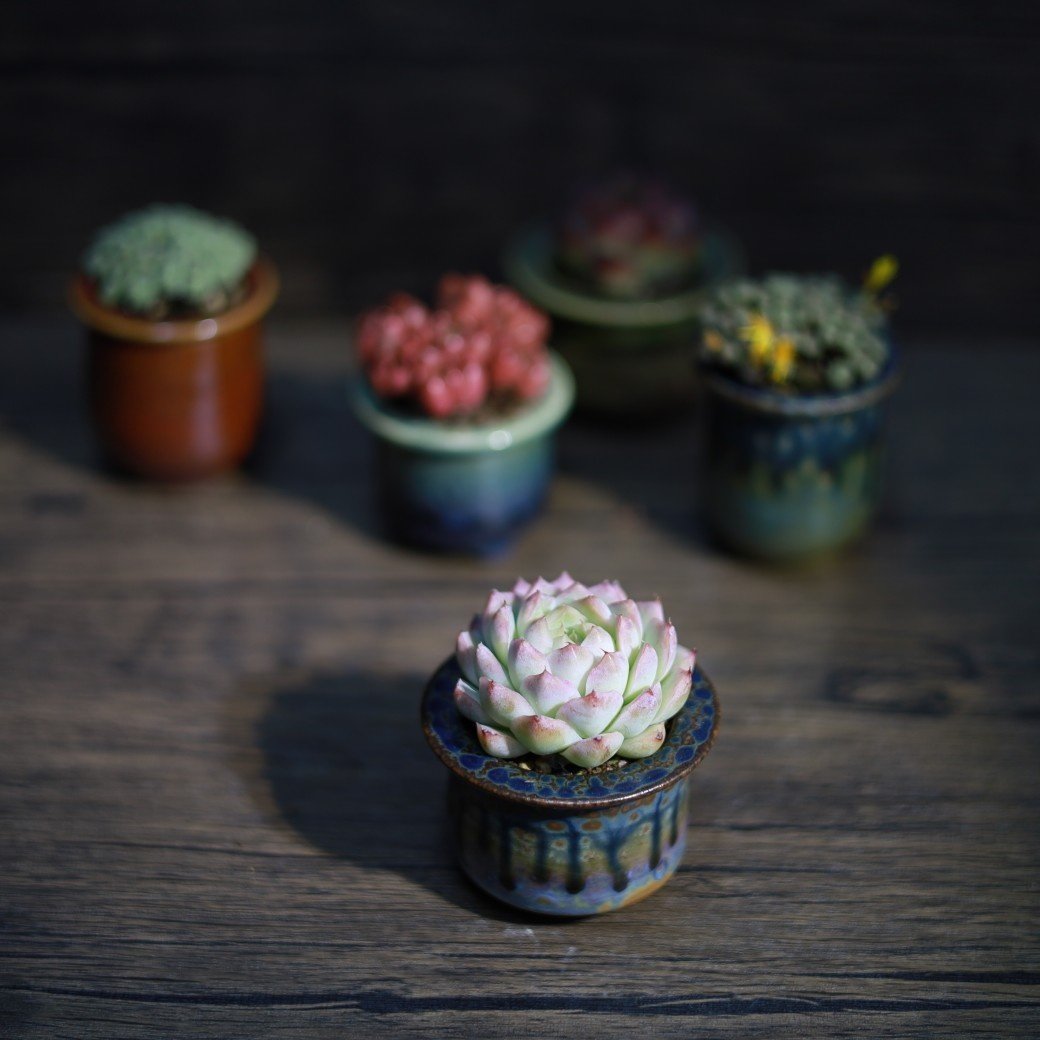 迷你窑变耳朵盆景德镇流釉办公室透气手工多肉绿植陶蘑菇控养花盆