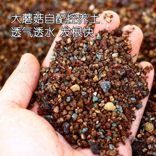 大蘑菇多肉控养土发根快 透气透水法师海棠老桩专用营养土通用型