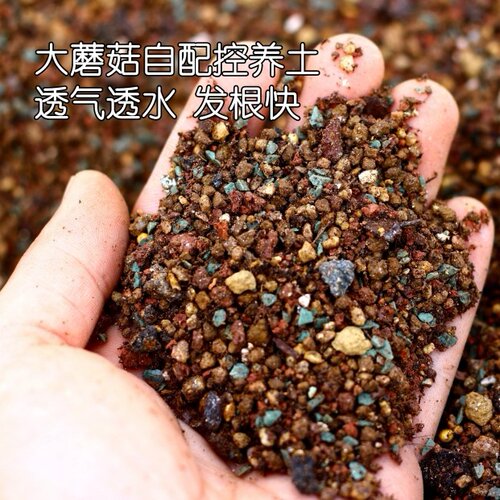 大蘑菇多肉控养土发根海棠老桩
