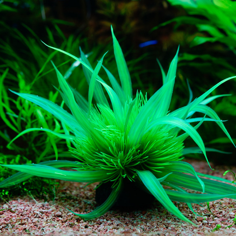 鱼缸造景装饰仿真水草水族箱乌龟缸观赏鱼缸造景鱼缸布景简单