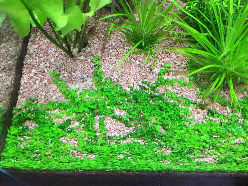 teedel水草种植砂造景砂造景砂化妆砂红砂鼠鱼砂水族养殖沙