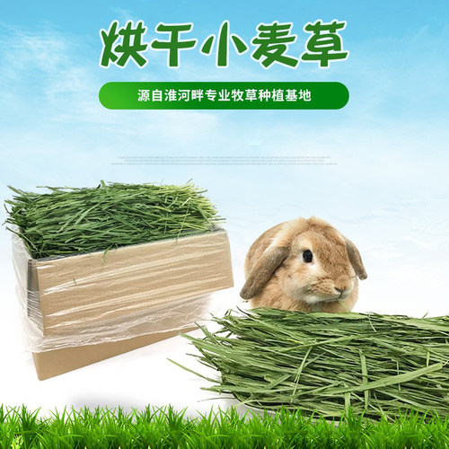 小麦草干草兔子龙猫豚鼠兔干草