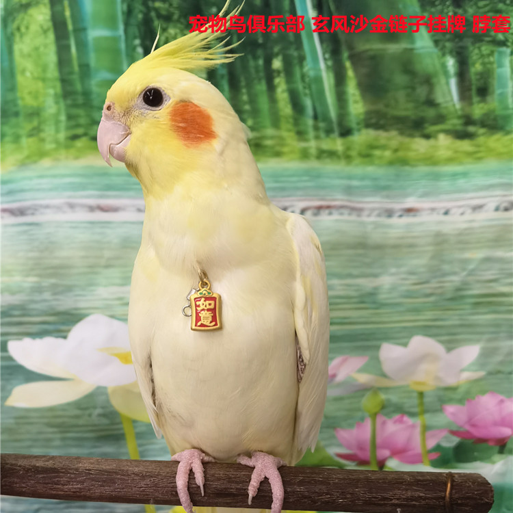 玄风小太阳鹦鹉 脖套加链子15-30公分 适合训鸟遛鸟 颜色随机发货,宠物/宠物食品及用品,鸟禽其他,淘宝优惠券,粉丝福利购,淘宝优惠卷