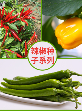 阳台种子辣椒朝天椒杭椒黄色彩椒水果辣椒农家四季菜种籽孑大全